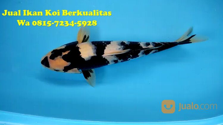 Petani Ikan Koi Jepara 081572345922