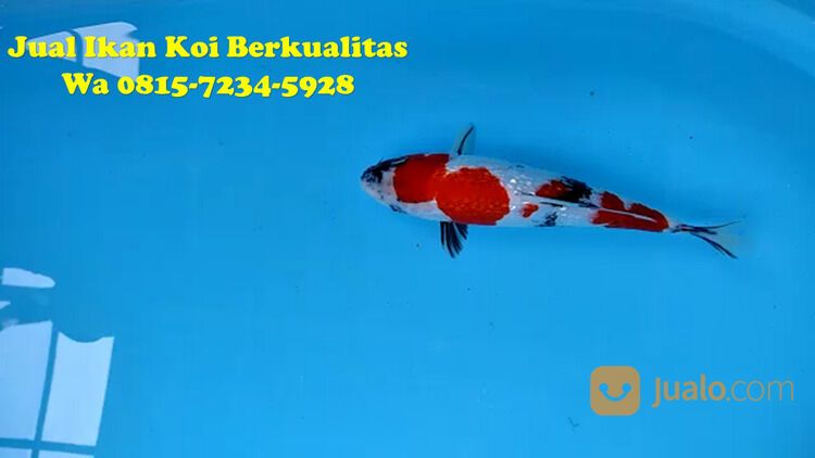 Petani Ikan Koi Jepara 081572345922