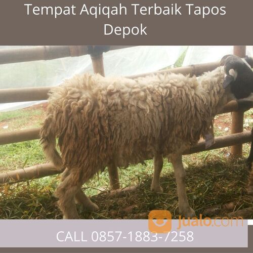 MAKYOZ! CALL 0857-1883-7258 Kambing Aqiqah Tapos Depok