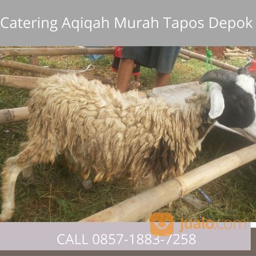 TERJANGKAU! CALL 0857-1883-7258 Harga Kambing Aqiqah Tapos Depok