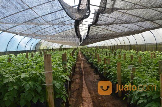 Paranet Jaring Peneduh 65 85 75 Harga Ekonomis