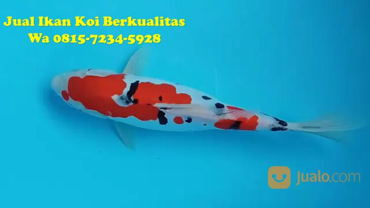 Petani Ikan Koi Tegal 081572345922