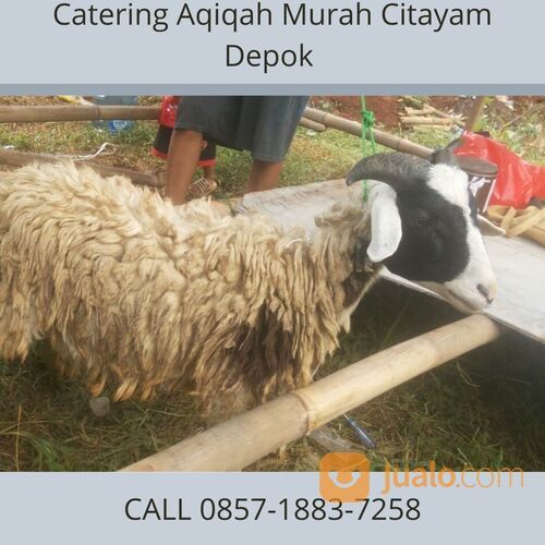 TERJANGKAU! CALL 0857-1883-7258 Harga Kambing Aqiqah Citayam Depok