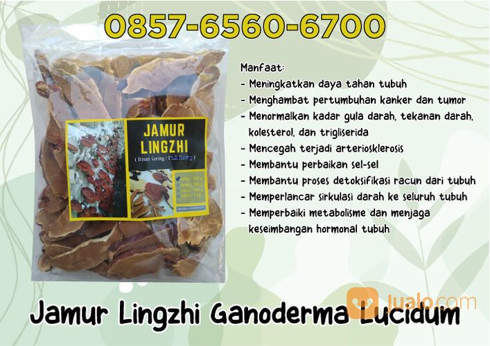 0857-6560-6700 Grosir Lingzhi Ganoderma Kering Di Riau
