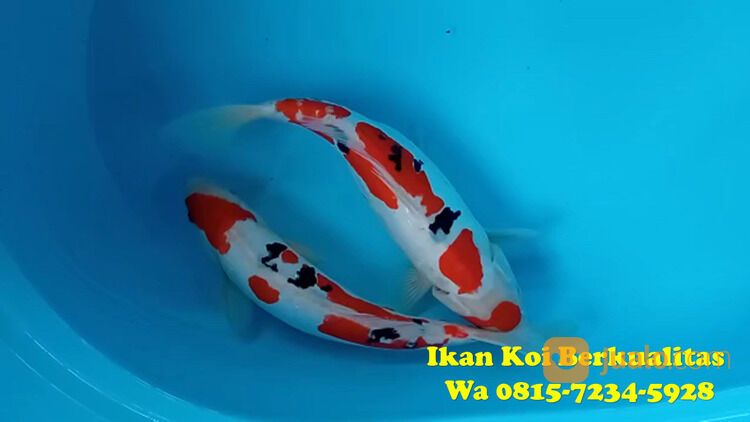 Peternak Ikan Koi di Pamekasan 081572345922