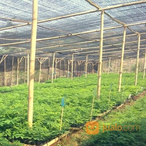 Paranet / Shadingnet / Jaring Peneduh / Jaring Paranet / Paranet Tanaman / Paranet Rumah