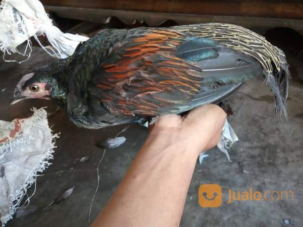 Ayam Hutan Hijau Dewasa Atau Jago