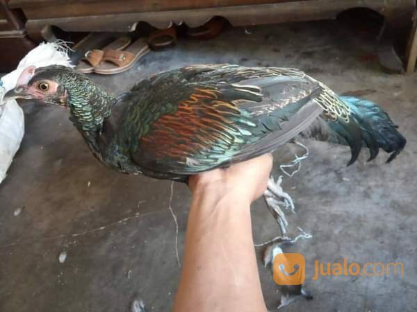 Ayam Hutan Hijau Dewasa Atau Jago