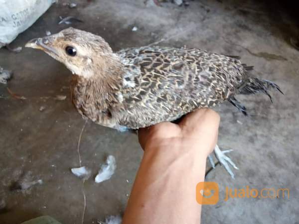 Ayam Hutan Hijau Dewasa Atau Jago