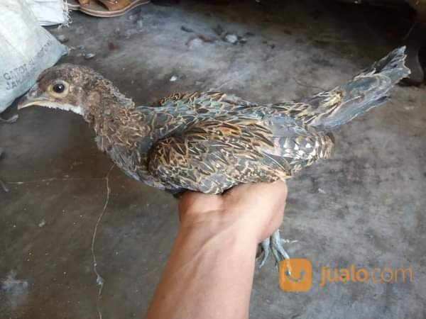 Ayam Hutan Hijau Dewasa Atau Jago