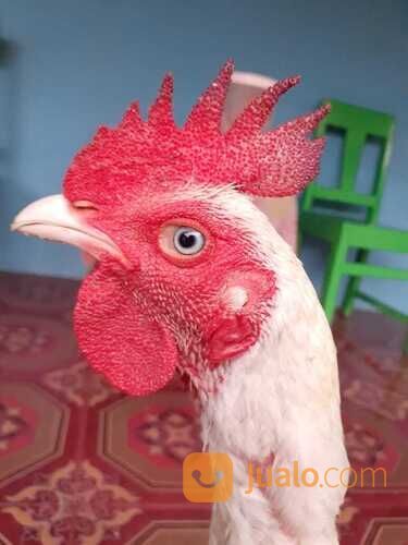 Ayam Putih Mulus Tembus Mata Putih