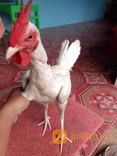 Ayam Putih Mulus Tembus Mata Putih