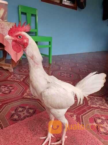 Ayam Putih Mulus Tembus Mata Putih