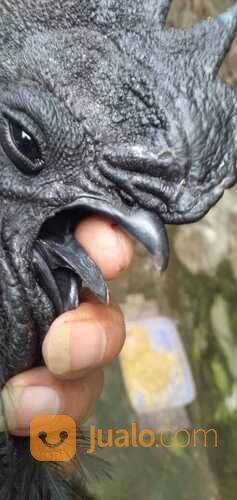 Ayam Cemani Super Black Lidah Tembus Hitam