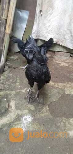 Ayam Cemani Super Black Lidah Tembus Hitam