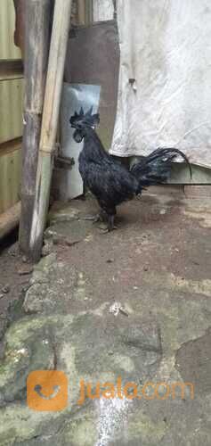 Ayam Cemani Super Black Lidah Tembus Hitam