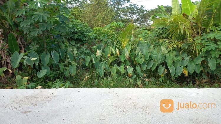 Tanah Murah di Jl. Purnama, Gg. Usaha Bersama 2, Pontianak