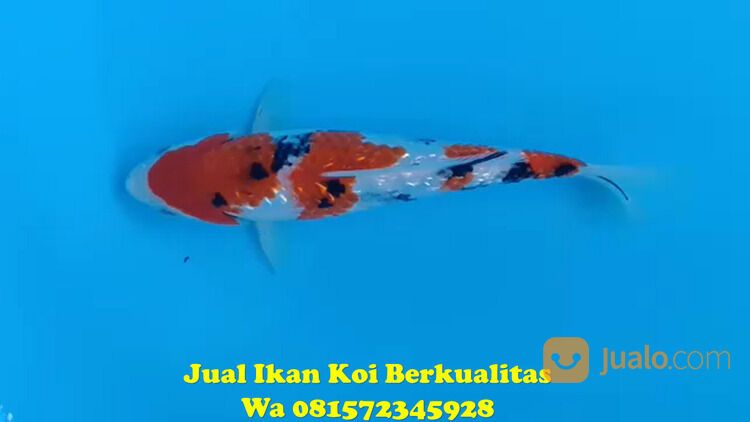 Peternak Ikan Koi di Purbalingga 081572345922
