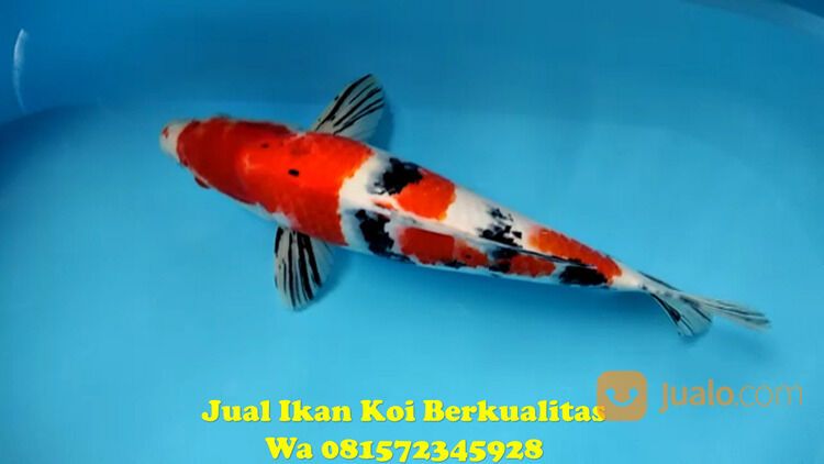 Peternak Ikan Koi di Purbalingga 081572345922