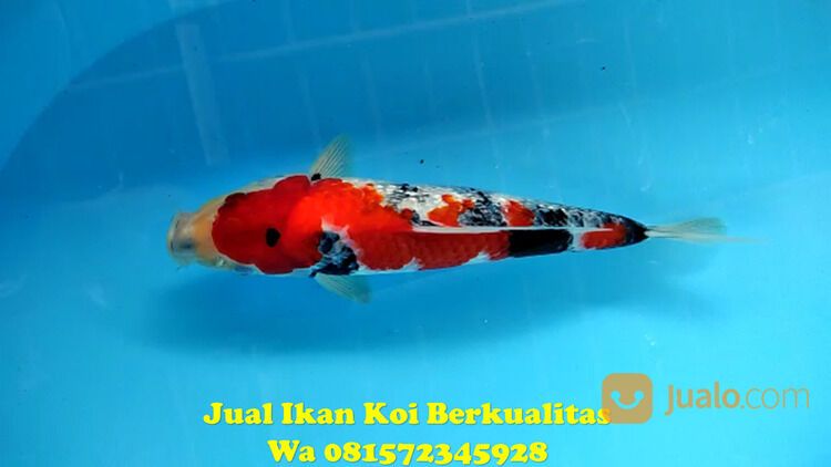 Peternak Ikan Koi di Purbalingga 081572345922