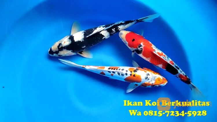 Peternak Ikan Koi di Purbalingga 081572345922