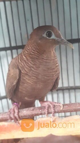 Burung Perkutut Cemani