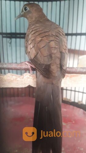 Burung Perkutut Cemani