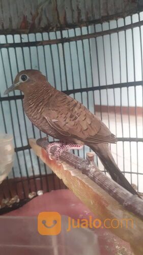 Burung Perkutut Cemani