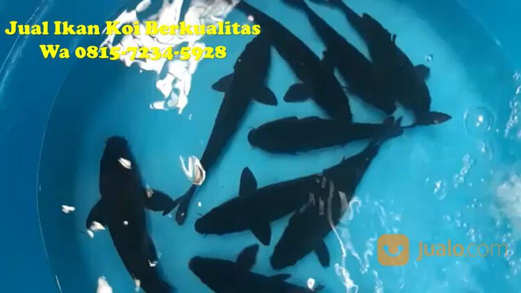 Peternak Ikan Koi di Jembrana 081572345922