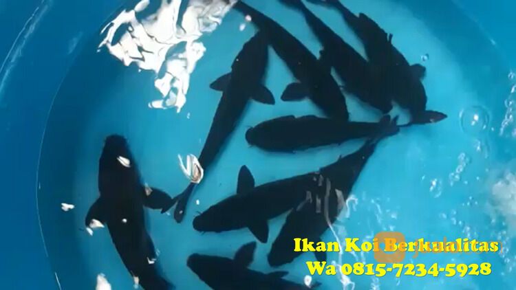Peternak Ikan Koi di Jembrana 081572345922