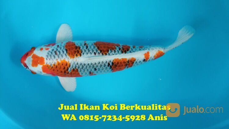 Distributor Ikan Koi di Terkenal Ngawi 081572345922