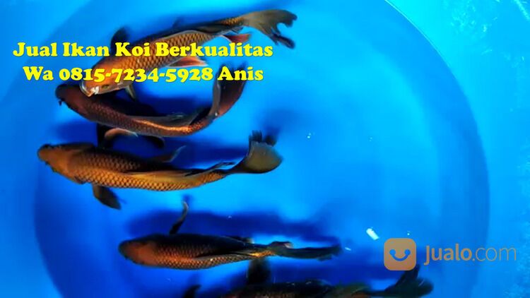 Distributor Ikan Koi di Terkenal Ngawi 081572345922