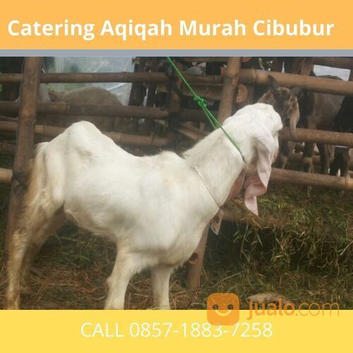 TERJANGKAU! CALL 0857-1883-7258 Harga Kambing Aqiqah Cibubur