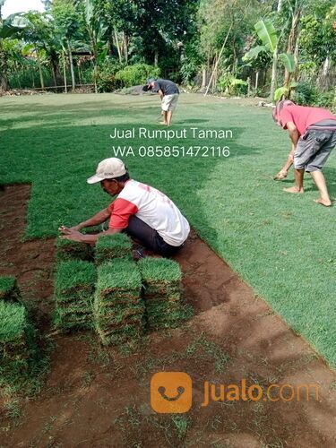 rumput manila Jombang siap tanam kwalitas terbaik siap tanam