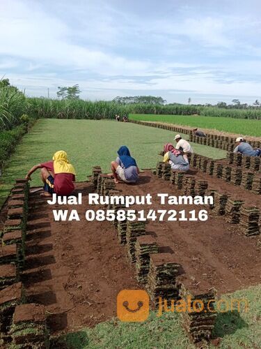 rumput manila Jombang siap tanam kwalitas terbaik siap tanam