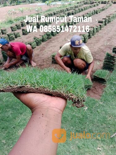 rumput manila Jombang siap tanam kwalitas terbaik siap tanam