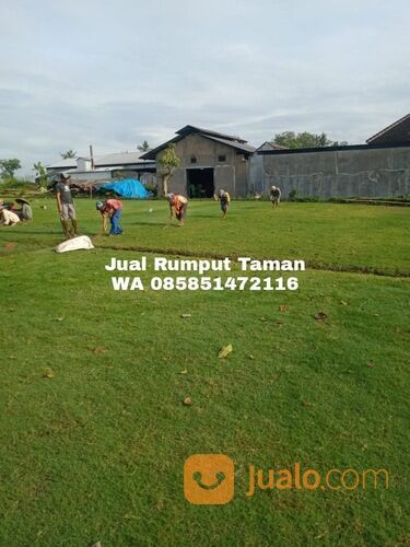 rumput manila Jombang siap tanam kwalitas terbaik siap tanam