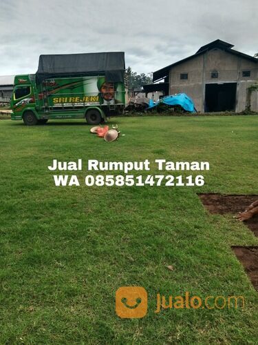 rumput manila Jombang siap tanam kwalitas terbaik siap tanam