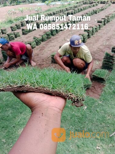 rumput manila Kota Madiun harga Rp.16.000 permeter siap panen
