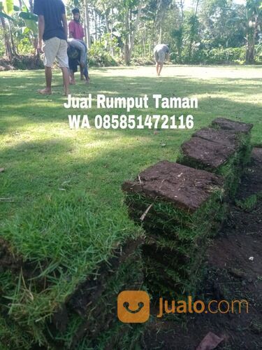 rumput manila Kota Madiun harga Rp.16.000 permeter siap panen
