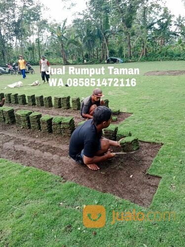 rumput manila Kota Madiun harga Rp.16.000 permeter siap panen