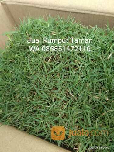 rumput manila Kota Madiun harga Rp.16.000 permeter siap panen