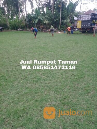 rumput manila Kota Madiun harga Rp.16.000 permeter siap panen