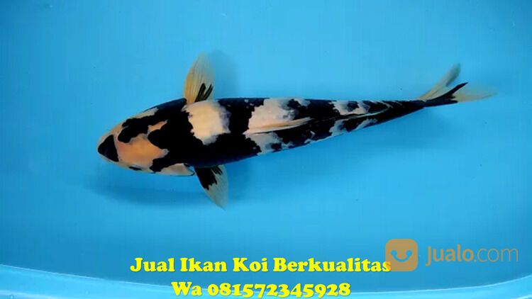 Distributor Ikan Koi di Terkenal Tuban 081572345922