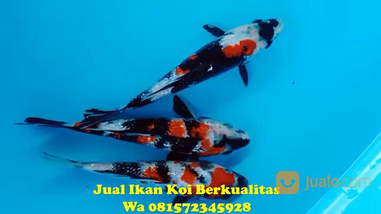 Distributor Ikan Koi di Terkenal Tuban 081572345922