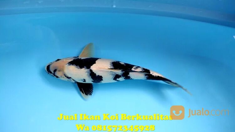 Distributor Ikan Koi di Terkenal Tuban 081572345922