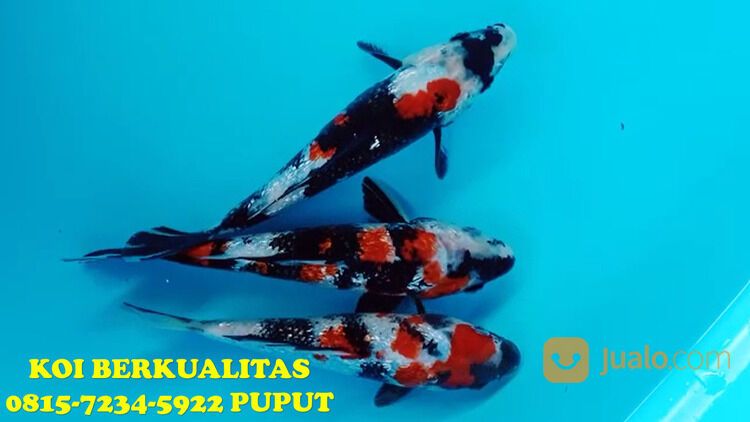 Distributor Ikan Koi di Terkenal Tuban 081572345922