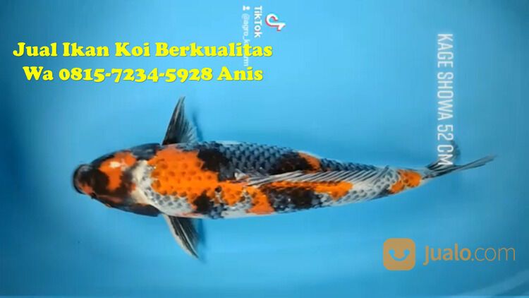 Distributor Ikan Koi di Terkenal Tuban 081572345922
