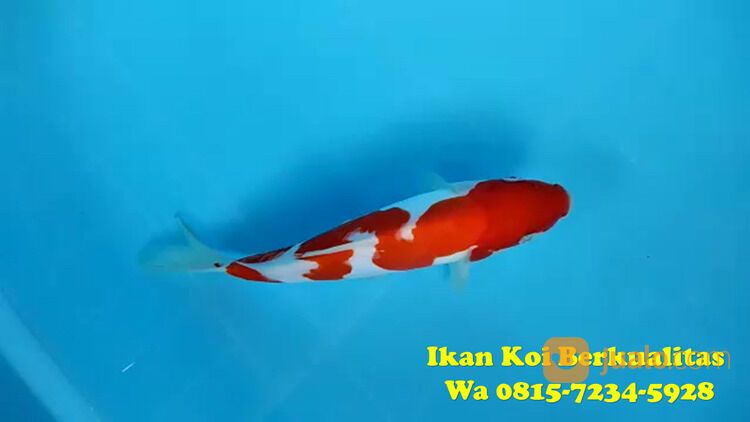Distributor Ikan Koi Terkenal di Jepara 081572345922