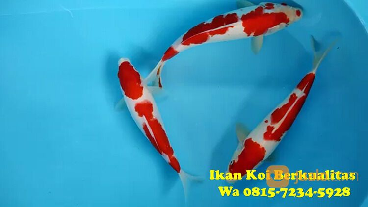 Distributor Ikan Koi Terkenal di Jepara 081572345922